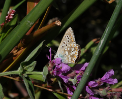 Polyommatus corydonius