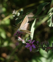 Polyommatus corydonius