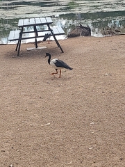 Anseranas semipalmata