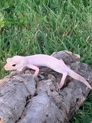 Eublepharis macularius