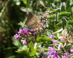 Polyommatus corydonius