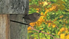 Troglodytes hiemalis