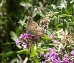 Polyommatus corydonius