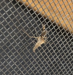 Coquillettidia perturbans