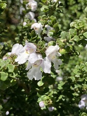 Prostanthera cuneata