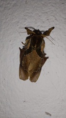 Desmoloma chironomus