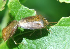 Ascra conspersa