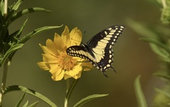 Papilio polyxenes rudkini