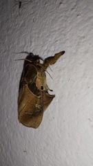 Desmoloma chironomus