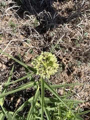 Asclepias asperula