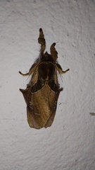 Desmoloma chironomus