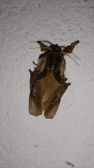 Desmoloma chironomus