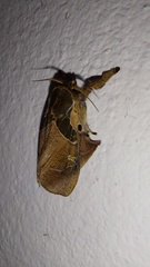 Desmoloma chironomus