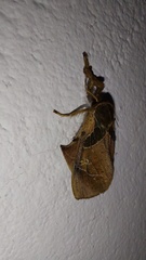 Desmoloma chironomus