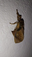 Desmoloma chironomus