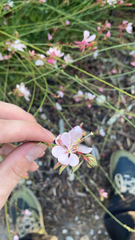 Oenothera lindheimeri