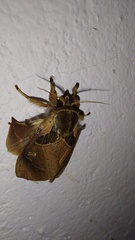 Desmoloma chironomus