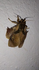 Desmoloma chironomus