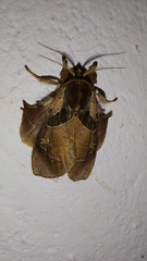 Desmoloma chironomus