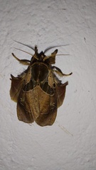 Desmoloma chironomus