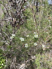 Leptospermum polygalifolium