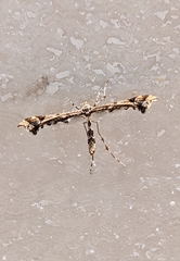Amblyptilia pica