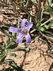 Dyschoriste linearis