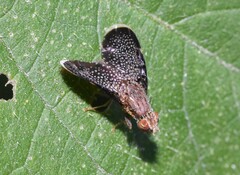 Eutreta noveboracensis