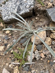 Pseudognaphalium canescens