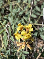 Hoffmannseggia glauca