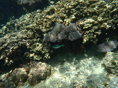 Chromis atripectoralis