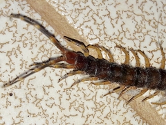 Scolopendromorpha