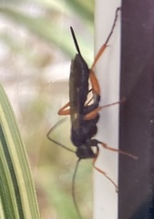Pimpla rufipes