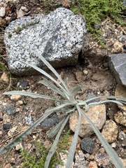 Pseudognaphalium canescens