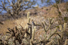 Amphispiza bilineata