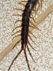 Scolopendromorpha