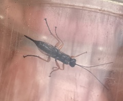 Pimpla rufipes