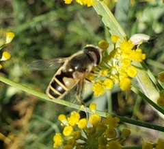 Eristalis hirta