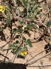 Kallstroemia parviflora