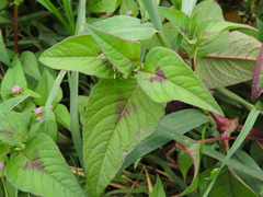 Persicaria nepalensis
