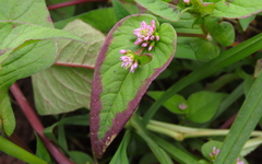 Persicaria nepalensis