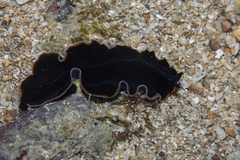 Pseudobiceros hancockanus