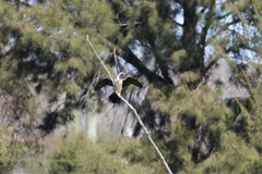 Anhinga novaehollandiae
