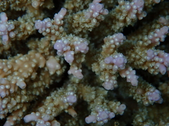 Acropora valida