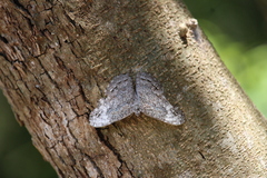 Hamadryas