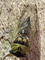 Megatibicen pronotalis