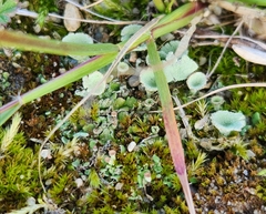 Cladonia chlorophaea