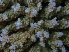 Acropora valida