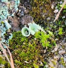 Cladonia chlorophaea