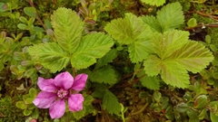 Rubus arcticus acaulis